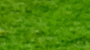 Luego de la final de Qatar 2022 que disputaron Argentina y Francia los jugadores de la Albiceleste entonaron cánticos racistas.