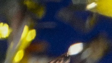 Real Madrid celebra tras ganar la UEFA Champions League.