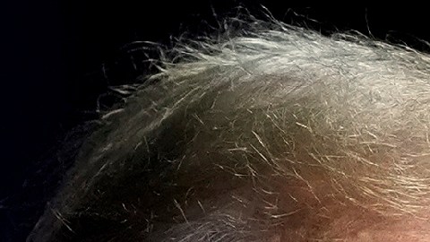 Los primeros sondeos sobre Trump y Harris revelan, por ahora, un empate técnico.