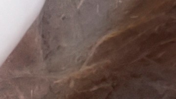 Donald Trump fue herido en la oreja por un tirador durante un acto de campaña en Pensilvania.