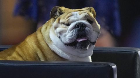 Babydog, mascota que acompaño al gobernador de Virginia