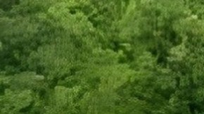 Caen 5 con uniformes y autos clonados