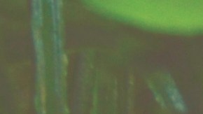 Calendario pagos SNAP