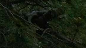 Urban forestry workers remove a redwood tree next to the Wayfarers Chapel, also known as "The Glass Church," in Rancho Palos Verdes, Calif., Wednesday, May 15, 2024. The modernist chapel epitomizes "organic architecture" that seeks to put its glass frame among redwood trees in a redwood grove overlooking the Pacific Ocean. The famed cliffside location on the Palos Verdes Peninsula is also responsible for its downfall. While the Portuguese Bend landslide began in 1956, it's recently worsened, and chapel officials say the earth underneath "The Glass Church" and its surrounding area is now moving an unprecedented 2 feet (0.61 meters) or more each month. (AP Photo/Damian