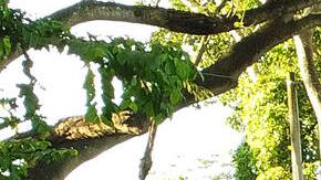 Nueva caravana con más de 3,000 migrantes busca cruzar México para llegar a EE.UU.