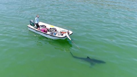 El laboratorio estudia y educa a la comunidad sobre los tiburones.