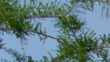 Costco cerrado 4 de julio