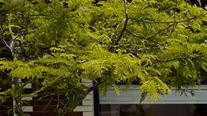 Hyundai Elantra 2025