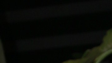 ¿Guaynaa le es infiel a Lele Pons?