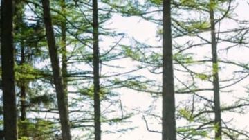 Mercedes-Benz Marco Polo 2025 la nueva era de las furgonetas camper premium