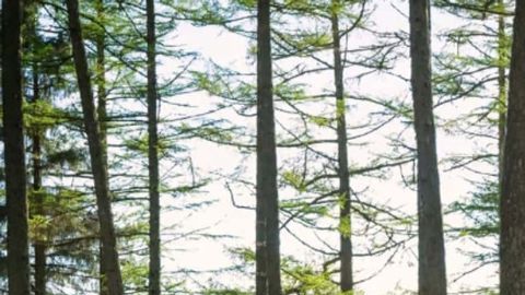 Mercedes-Benz Marco Polo 2025 la nueva era de las furgonetas camper premium