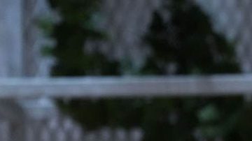 Michelle Obama, exprimera dama de la nación