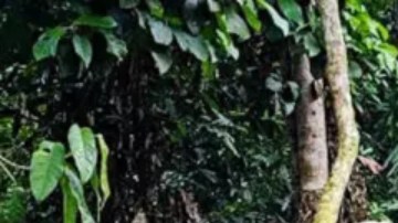 Las barreras de alambres de púas buscan impedir el paso de migrantes por el Darién.