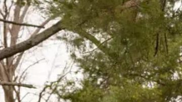 Por esto es especial el Mitsubishi Eclipse Cross