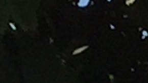 Los Angeles County Sheriff's Department Homicide detectives investigate the fatal stabbing of Elena Moore, a 16-year-old girl inside her two-story home, pictured on the right, Friday, Aug. 12, 2016 in Los Angeles. The Sheriff's department is seeking her 17-year-old ex-boyfriend Rory Murga, in the killing. (AP Photo/Amanda Lee Myers)