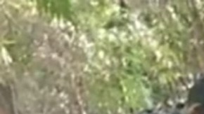 Serpiente devora a mujer en Indonesia