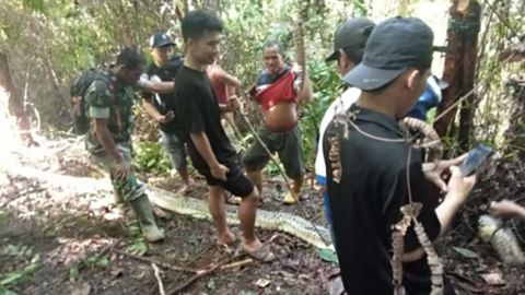 Serpiente devora a mujer en Indonesia