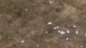 Aseguran que el tirador de Trump escondió el rifle que utilizó con antelación