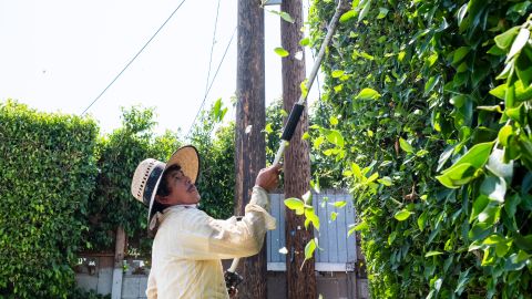 Milton López recorta un jardín en Los Ángeles.