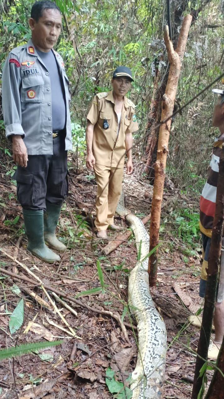 Serpiente devora a mujer en Indonesia