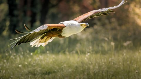 Las águilas pueden ser mensajeros espirituales.
