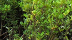 Ataque de cocodrilo