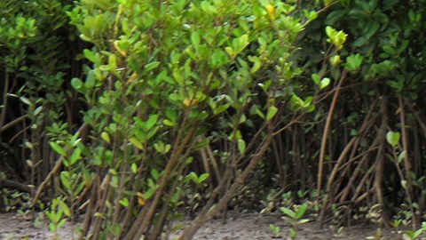 Ataque de cocodrilo