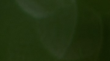 Dentro de la bolsa del pasajero había caracoles terrestres africanos gigantes de entre 3 y 6 pulgadas de largo