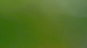 200 casos de dengue son diagnosticados en Nueva York y Nueva Jersey