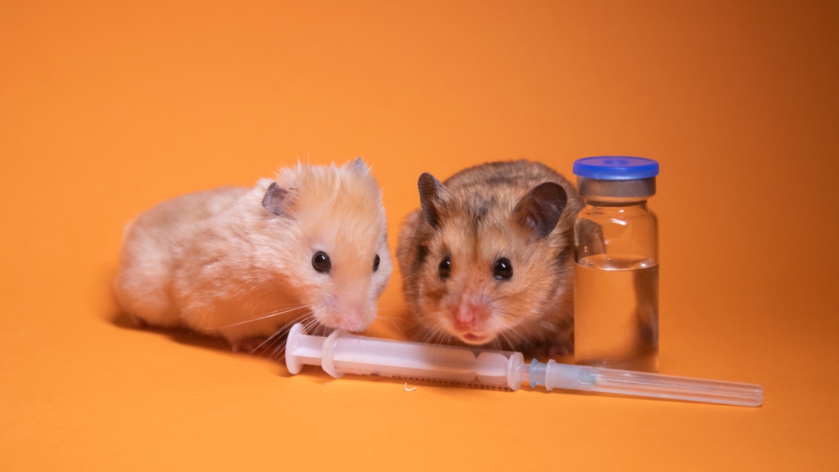 Experiment on mice: new drug extends life by 25%