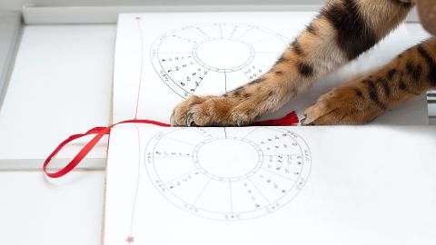 Cada signo zodiacal tiene un animal espiritual regente.