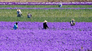 Millones de trabajadores indocumentados se beneficiarían con permisos de trabajo.