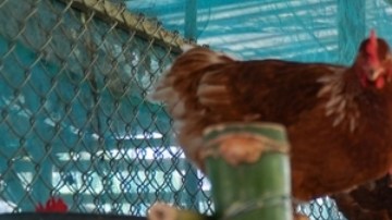 La pandemia de gripe aviar podría desarrollarse en cámara lenta, según científicos