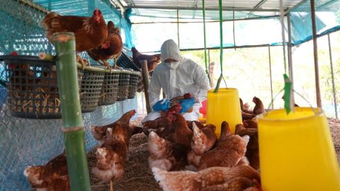 La pandemia de gripe aviar podría desarrollarse en cámara lenta, según científicos