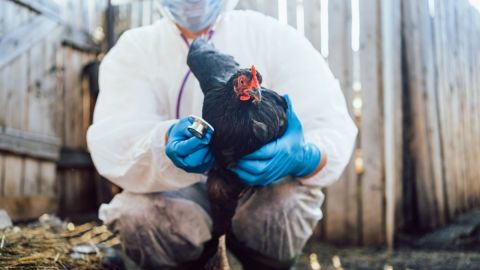 Gripe aviar: 5 trabajadores en una granja de Colorado dieron positvo