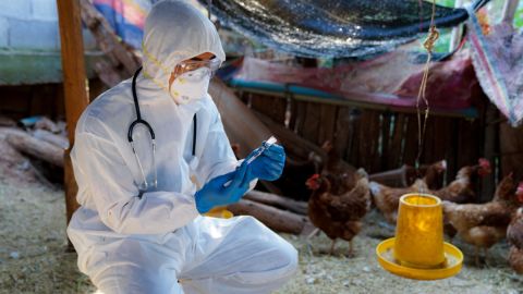 CDC envían equipo de campo para ayudar a Colorado en respuesta a gripe aviar