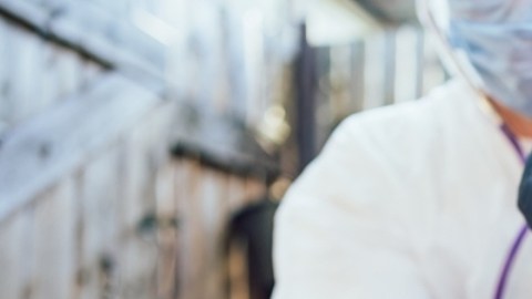 El calor puede aumentar la propagación de gripe aviar: por qué