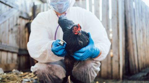 El calor puede aumentar la propagación de gripe aviar: por qué