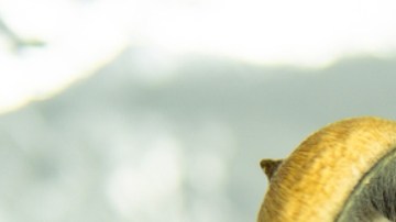 El alucinante de los hongos modifica las redes cerebrales durante semanas