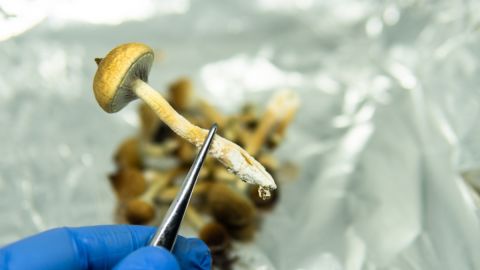 El alucinante de los hongos modifica las redes cerebrales durante semanas