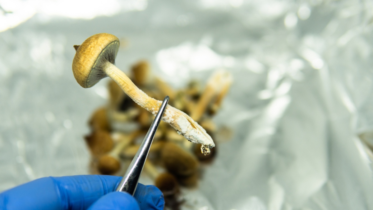 Mushroom hallucinator alters brain networks for weeks