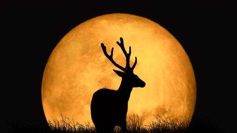 La luna llena de julio se le conoce como Luna de Ciervo.