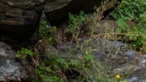 Detectan gripe aviar en un oso polar en Alaska