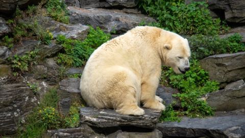 Detectan gripe aviar en un oso polar en Alaska