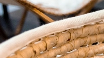 Perros, ratas y abejas pueden detectar enfermedades en humanos
