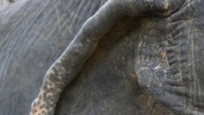 Vacunan al primer elefante contra el virus del herpes