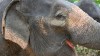 Vacunan al primer elefante contra el virus del herpes