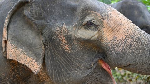 Vacunan al primer elefante contra el virus del herpes