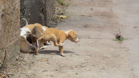 11 cachorros serán sacrificados tras exposición a la rabia durante un evento de adopción