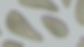 Juan Osorio Carmen Salinas